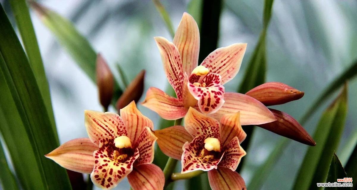 兰花花语是什么？兰花象征着哪些品质？