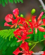 哪种花的花语代表健康？它通常用来表达什么情感？