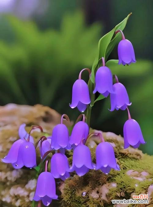 哪种花的花语代表健康？它通常用来表达什么情感？