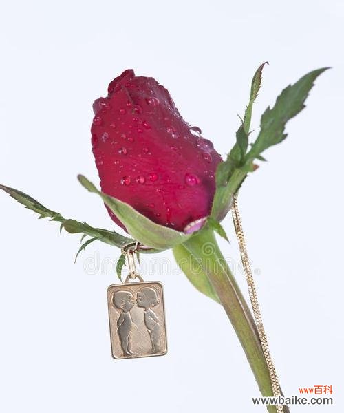 女人亲吻白玫瑰的行为有何特殊含义？