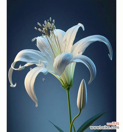 最爱的百合鲜花代表什么?花语有哪些?