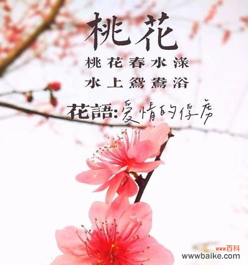 月亮加桃花寓意什么？月亮和桃花的寓意是什么？