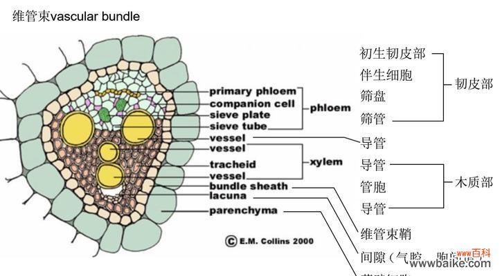 植物组织具体指的是什么？