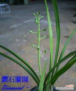 兰花和文竹的寓意是什么含义？送闺蜜白玫瑰茉莉花束什么意思？