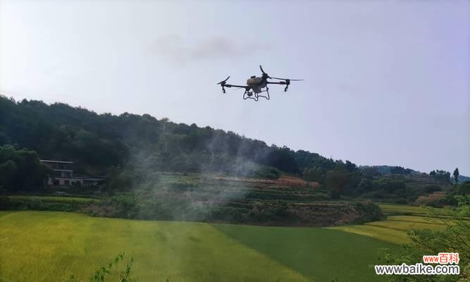 晒水稻正确方法是什么意思？如何正确晒水稻以保证质量？