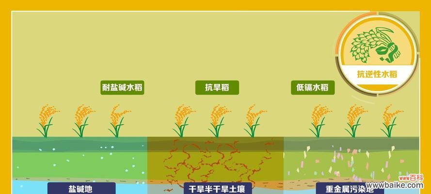 晒水稻正确方法是什么意思？如何正确晒水稻以保证质量？