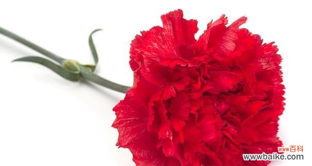 红色康乃馨代表了什么？它在表达情感时有何特别之处？