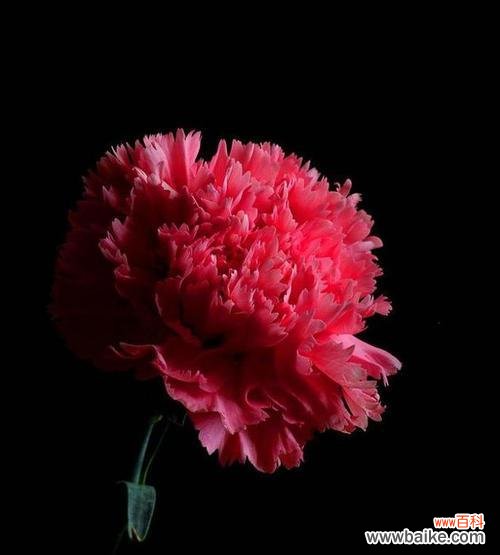 红色康乃馨代表了什么？它在表达情感时有何特别之处？