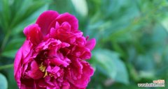 探寻芍药花所传递的情感和意义 芍药花的花语与象征