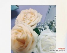 探究香槟玫瑰的神秘意义 香槟玫瑰花语的含义