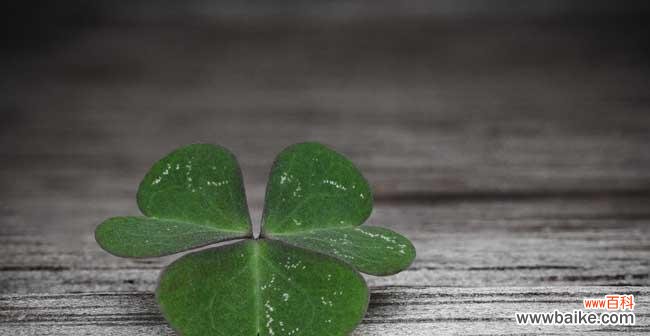探寻四叶草的幸运神秘 四叶草的寓意与花语