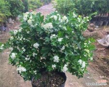 探秘九里香花的神秘世界 九里香花语和寓意