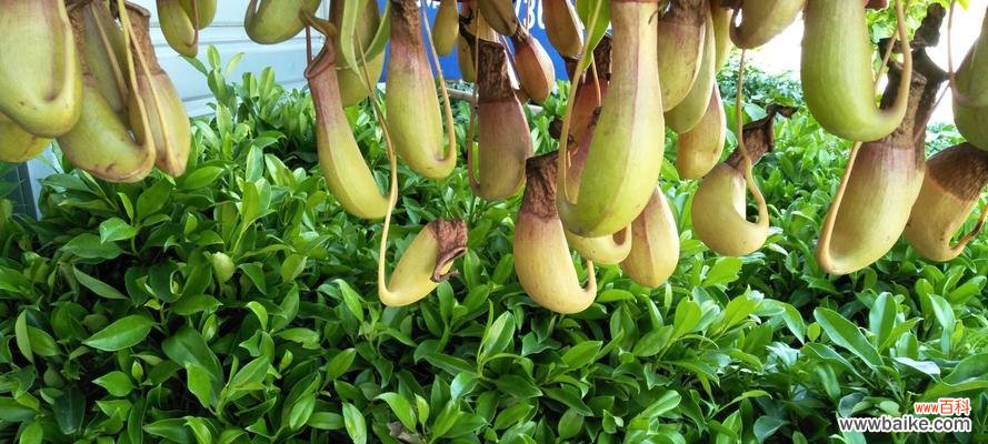 探寻猪笼草花语背后的象征意义 猪笼草花语的深层含义