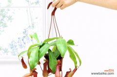 探寻猪笼草花语背后的象征意义 猪笼草花语的深层含义