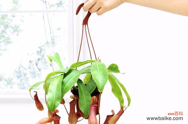 探寻猪笼草花语背后的象征意义 猪笼草花语的深层含义