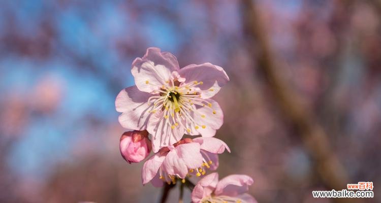 探寻樱花背后的故事 樱花之美