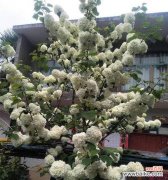 揭开琼花的神秘面纱 琼花的花语解读