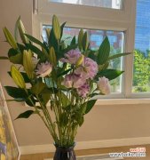 探寻鲜切花的魅力与挑选技巧 鲜切花的意义与品质