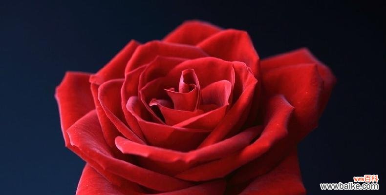 解读不同颜色的玫瑰，了解它所代表的情感 玫瑰花的含义