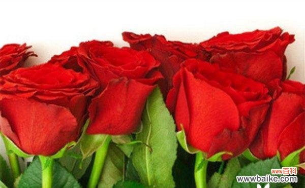解读不同颜色的玫瑰，了解它所代表的情感 玫瑰花的含义