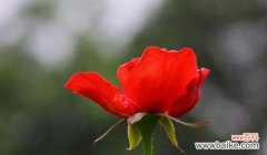 探秘鲜花中的深意，传达爱与热情 大红色玫瑰的花语含义