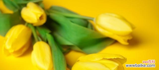 探究黄郁金香的象征意义和文化背景，了解其适宜赠送的场合和寓意 黄郁金香花语解读