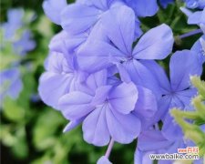 发现美丽却被忽略的花卉，让我们一起品味她们的花语 探寻冷门好听的花名花语