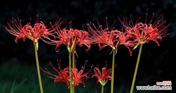 深入探索曼陀罗华的起源 曼陀罗华的意义与传说