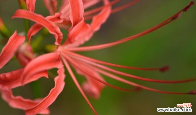 唯美传说中的花海｜曼珠沙华的深情花语 曼珠沙华