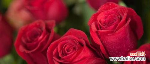 十朵玫瑰代表的花语及象征意义解读 花语之玫瑰十朵的寓意