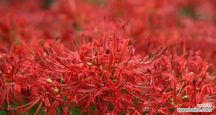 探寻曼珠沙华的花语与寓意 曼珠沙华的花语