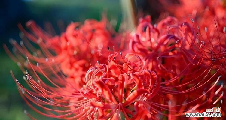 探寻曼珠沙华花的神秘之谜 曼珠沙华花语的深刻意义