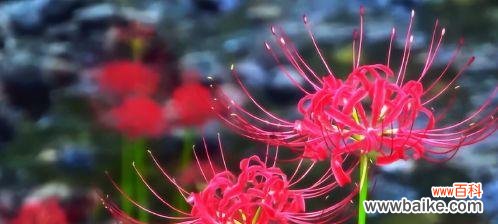 探索曼珠沙华之美与哲学 曼珠沙华的神秘意义