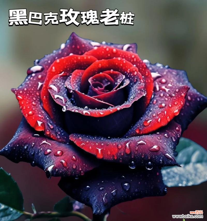 跑着拿玫瑰花什么意思啊？拿玫瑰花的含义是什么？