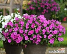 植物耐渍性在园艺中指的是什么？