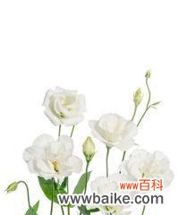 九朵白玫瑰搭配桔梗花有何特殊含义？它们共同传达了什么信息？