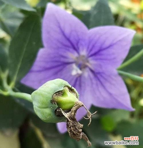 九朵白玫瑰搭配桔梗花有何特殊含义？它们共同传达了什么信息？