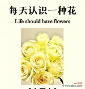 六朵黄玫瑰和七朵白玫瑰组合的含义是什么？