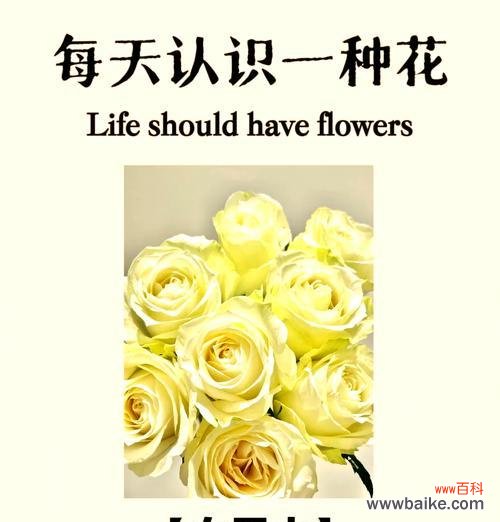 六朵黄玫瑰和七朵白玫瑰组合的含义是什么？