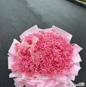 粉色满天星花语是什么？粉色满天星代表的寓意有哪些？