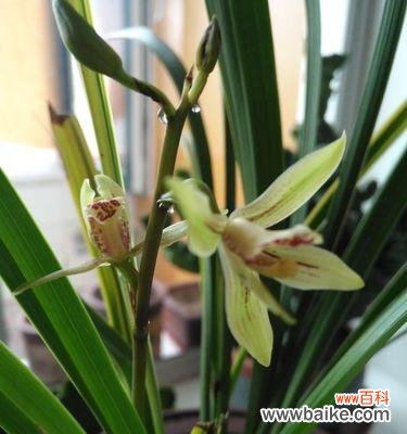 盆栽mv的含义是什么?它传达了哪些情感?