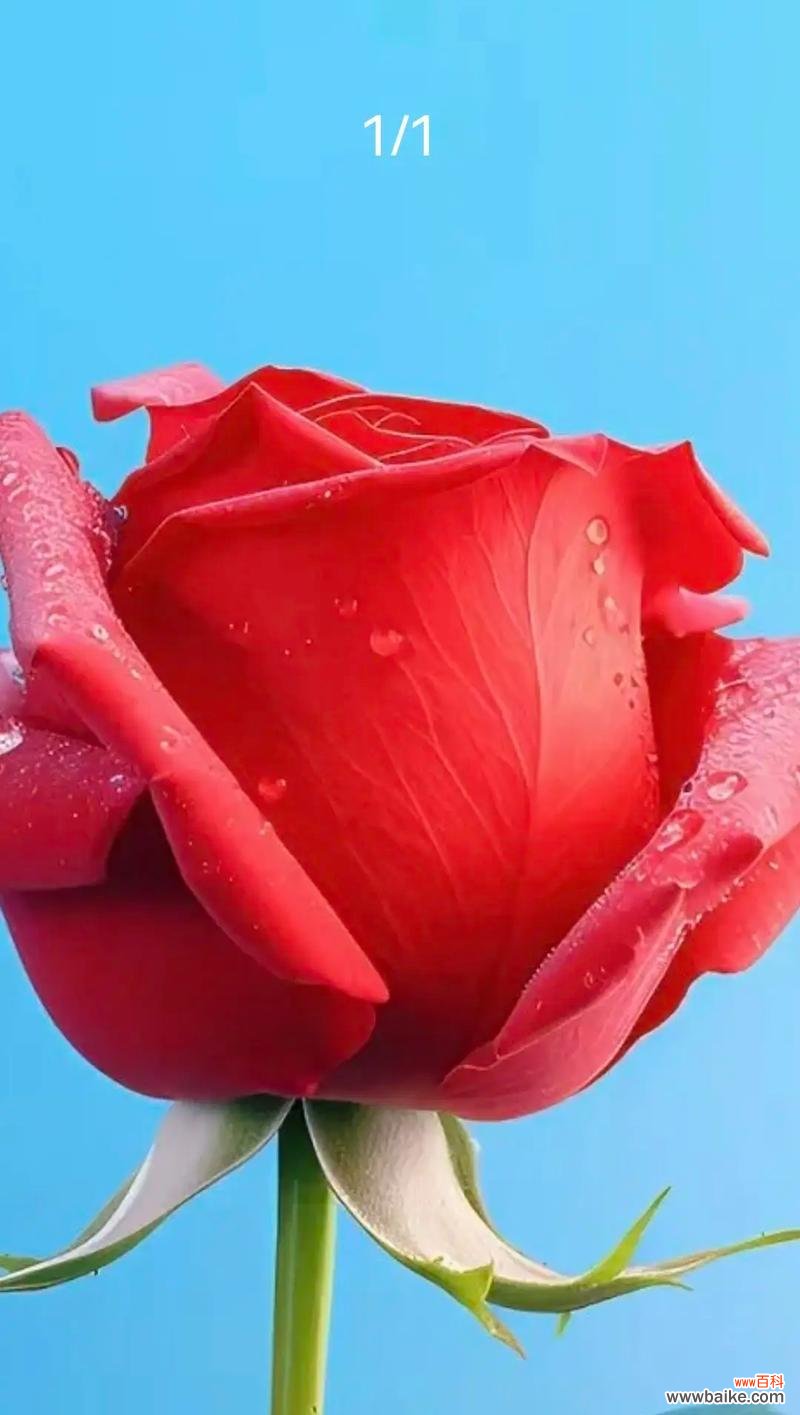 朋友发玫瑰花枯萎代表什么？玫瑰花枯萎有何寓意？