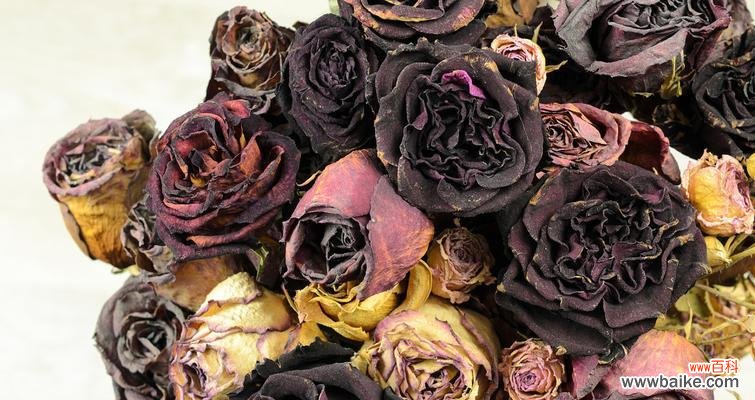 朋友发玫瑰花枯萎代表什么？玫瑰花枯萎有何寓意？