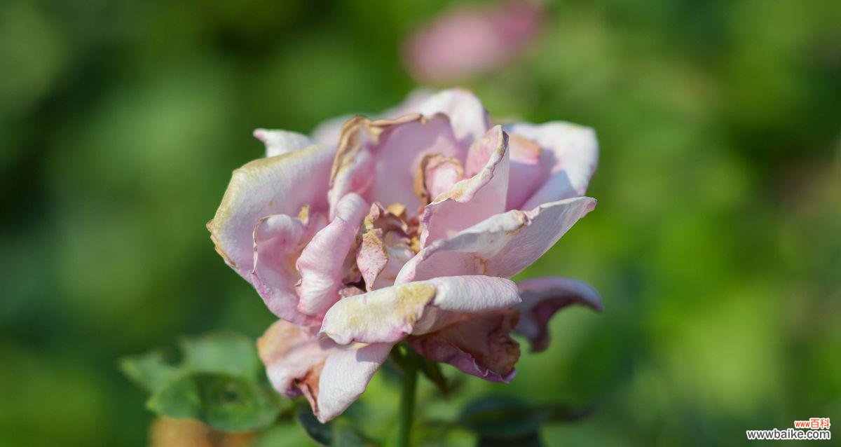 朋友发玫瑰花枯萎代表什么？玫瑰花枯萎有何寓意？