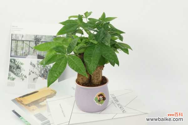 发财树的果实能吃吗,叶子发白是怎么回事