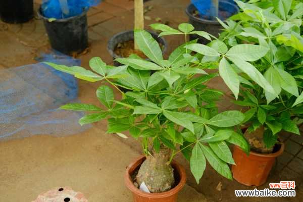 发财树的果实能吃吗,叶子发白是怎么回事