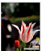 探究郁金香的花语与美丽图片 郁金香花语及图片欣赏