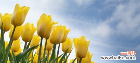 探究郁金香的花语与美丽图片 郁金香花语及图片欣赏