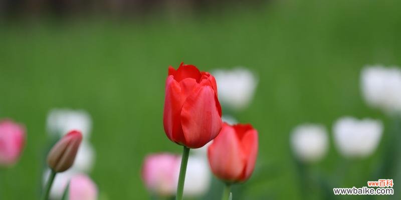 探究郁金香的花语与美丽图片 郁金香花语及图片欣赏