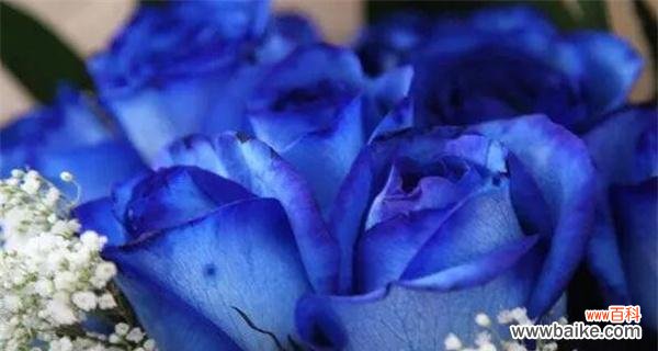 揭秘美丽花卉背后的传说与意义，欣赏蓝色妖姬的优美图片 探寻蓝色妖姬的花语与美丽图片